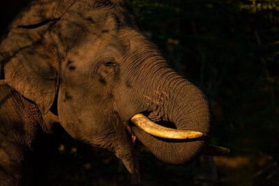 Full Day Safari Tour Yala - Your day in the park: what 14 hours really buys you
