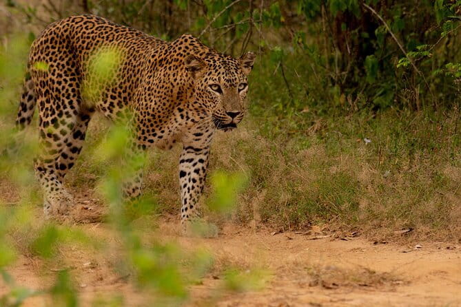 Full Day Safari Tour Yala - Price and entrance fees: what $96 really covers