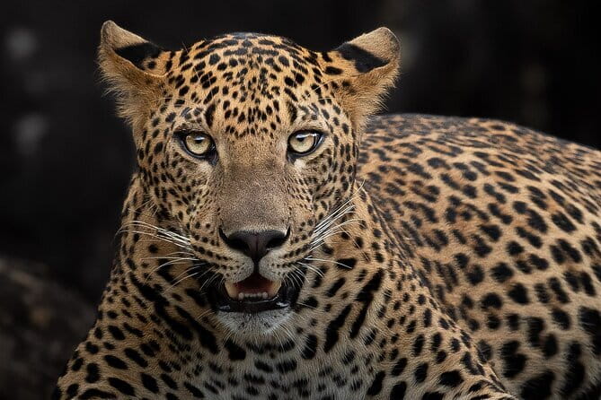 Full Day Safari Tour Yala - Where you meet and how to plan your arrival