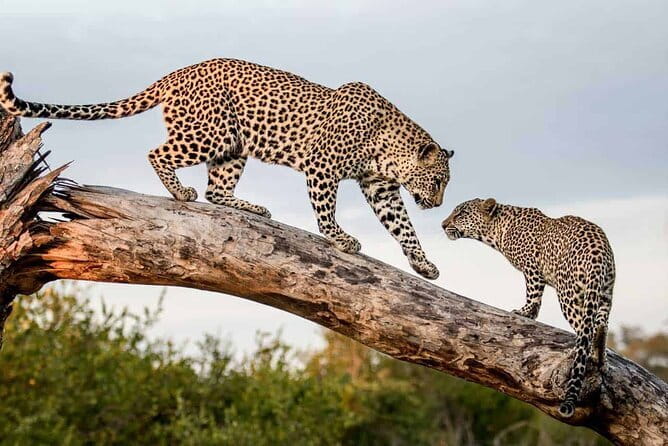 Full Day Safari Tour Yala - Who this private safari is best for
