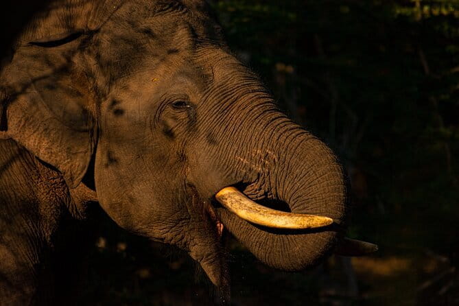Full Day Safari Tour Yala - Your day in the park: what 14 hours really buys you