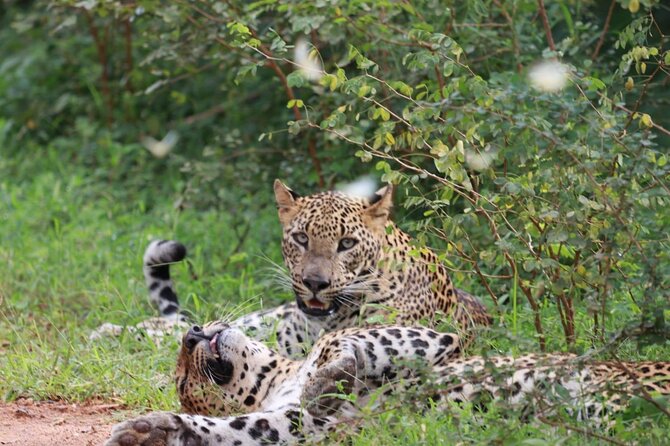 Full day Safari - Yala National Park - 04.30 am to 06.00 pm with - Janaka safari - Key things that make this Yala safari work
