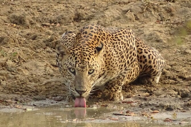 Full day Safari - Yala National Park - 04.30 am to 06.00 pm with - Janaka safari - The 4:30am start: how dawn boosts your Yala odds