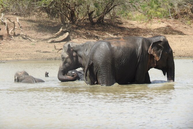 Full day Safari - Yala National Park - 04.30 am to 06.00 pm with - Janaka safari - Morning route, midday break, and dusk hunting (what to expect on the ground)