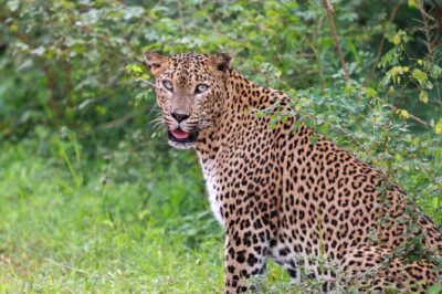 Full day Safari - Yala National Park - 04.30 am to 06.00 pm with - Janaka safari - Janaka Safari jeep day plan: comfort, timing, and realistic pacing