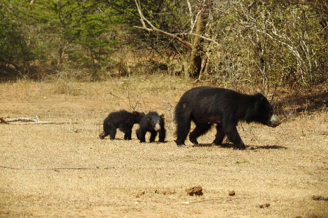 Full day Safari - Yala National Park - 04.30 am to 06.00 pm with - Janaka safari - Sri Lankan breakfast and lunch: more than just fuel