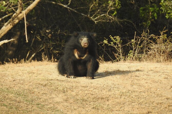 Full day Safari - Yala National Park - 04.30 am to 06.00 pm with - Janaka safari - Beyond leopards: the animals and birds you can realistically hope for