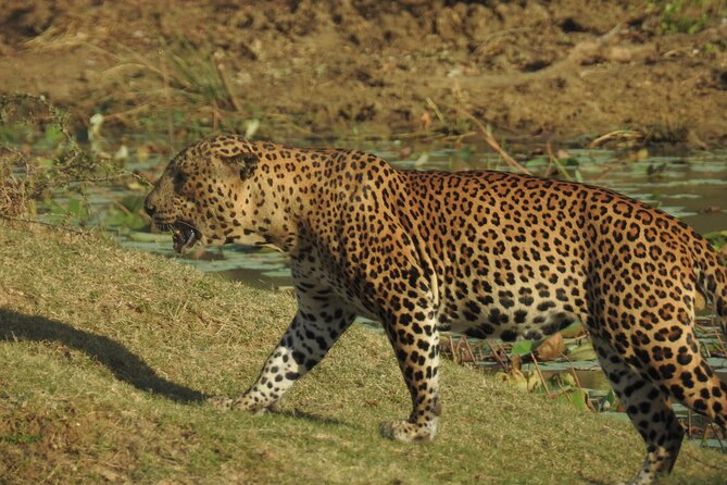 Full day Safari - Yala National Park - 04.30 am to 06.00 pm with - Janaka safari - Who should book this full-day Yala safari