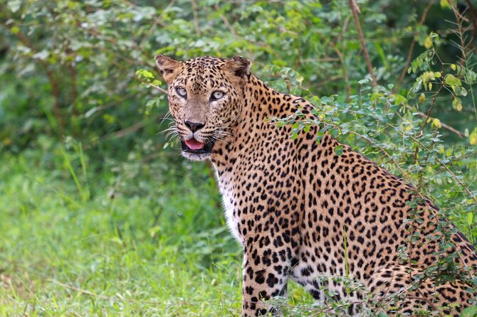 Full day Safari - Yala National Park - 04.30 am to 06.00 pm with - Janaka safari - Janaka Safari jeep day plan: comfort, timing, and realistic pacing