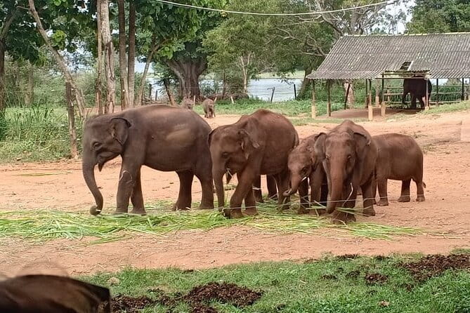 Full Day Tour to Udawalawe Safari and Ella - Key highlights worth clocking