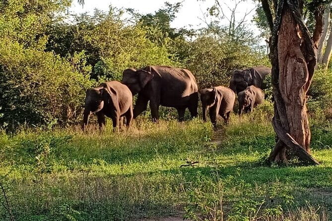 Full Day Tour to Udawalawe Safari and Ella - Udawalawe National Park safari: elephants and reservoir energy