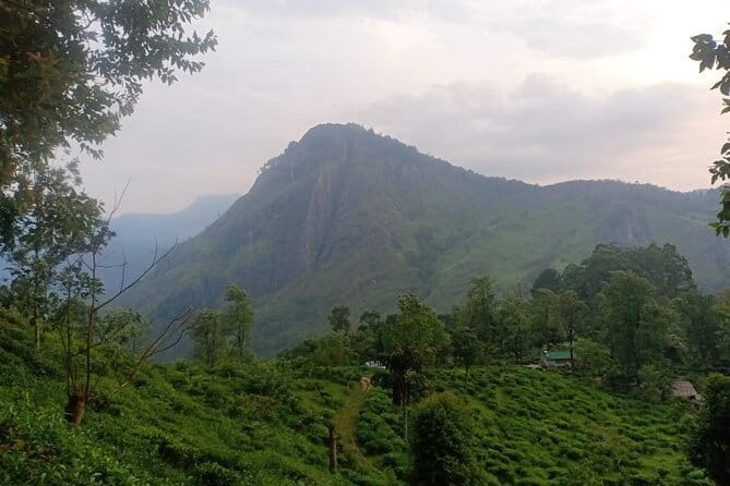 Full Day Tour to Udawalawe Safari and Ella - Little Adam’s Peak: the short hike that buys a 360° reward