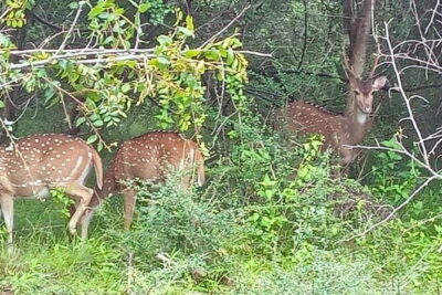 Fully Private Udawalawe National Park Safari Tour - The safari experience: the about-3-hours-with-a-guide part that matters most