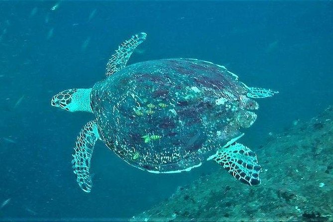 Fun Dives For Certified Divers - Key highlights I’d circle before booking
