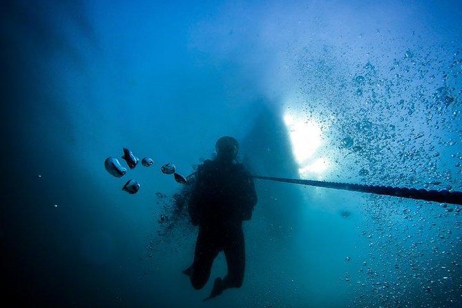 Fun Dives For Certified Divers - Pigeon Island Marine Park: corals, turtles, and the shark odds