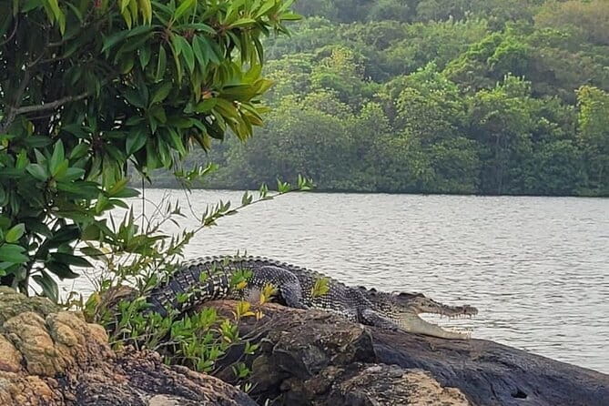 Galle ALL INCLUDED Tour from Hambantota Port (Shore excursions) - Koggala Lake boat safari: mangroves, wildlife, and Cinnamon Island