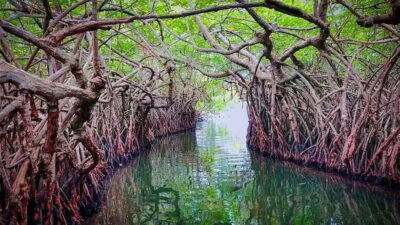 Galle and Bentota Day-Tour from Colombo or Negombo - Kosgoda Turtle Hatchery: Conservation With a Real Process