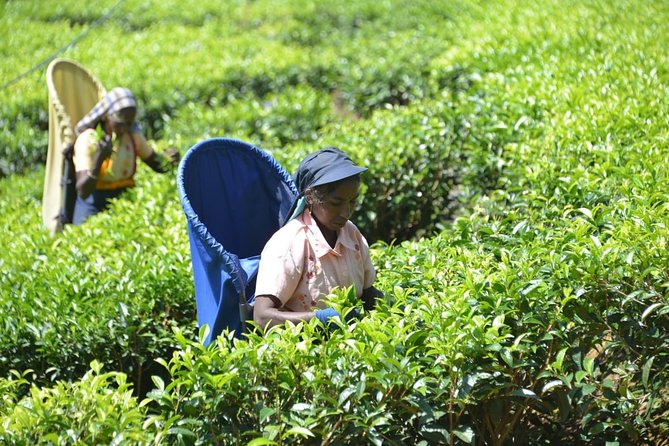 Galle Day Tour and Tea Plantation from Bentota & Other Places - Entering the day from Bentota: what you’re really buying for $35