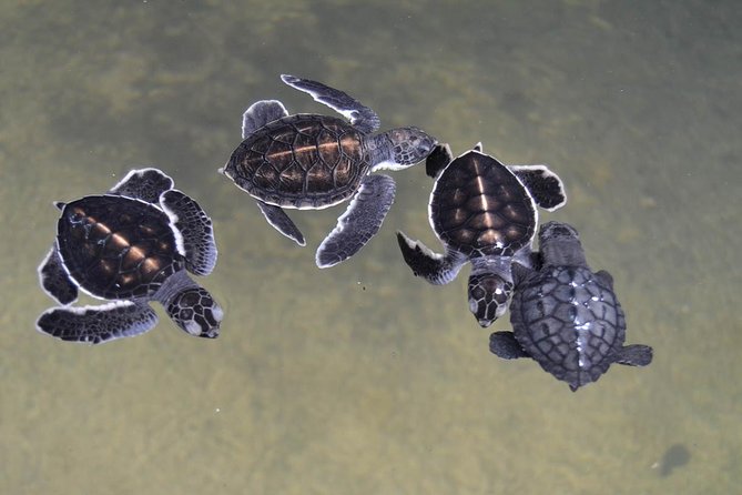 Galle Day Tour: Boat Safari, Dutch Fort, Stick Fishing & Turtles - Sea turtles at Victor Hasselblad: conservation you can understand fast