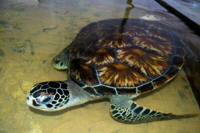 Galle Day Tour: Boat Safari, Dutch Fort, Stick Fishing & Turtles - Bentota River Boat Safari: wildlife watching with a calm rhythm