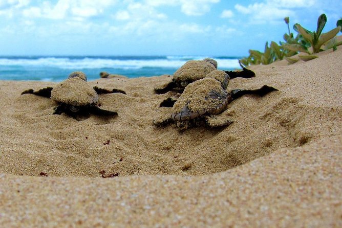 Galle Day Tour from Colombo/Negombo by Private Car or Van - Price and Value: What $75 Covers, and What Adds Up