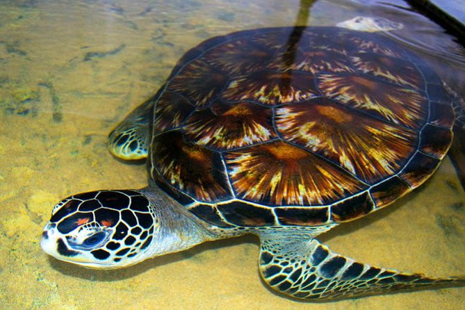 Galle Day Tour from Colombo or Negombo by Private Car , Van with Driver - Bentota Beach Stop (1 Hour): Start With Coast Time and Easy Sun