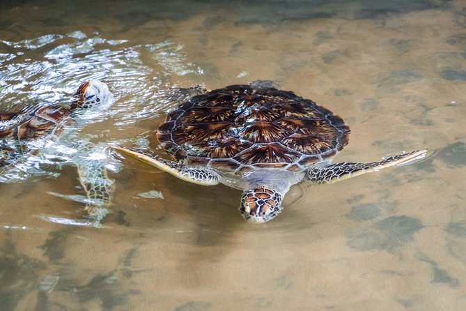 Galle Day Trip From Colombo - Turtle Hatchery Hikkaduwa: hands-on conservation, and an optional release moment
