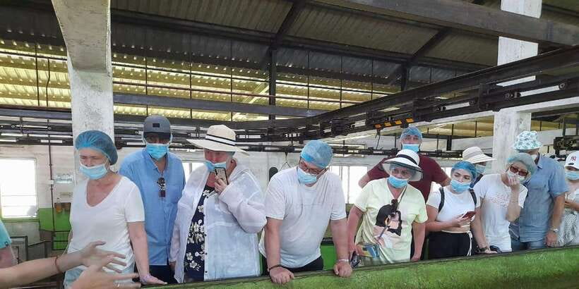 Galle Day Trip with River Safari, Sea Turtles & Tea Factory - Price and Logistics: Is $95 Good Value for This Route?