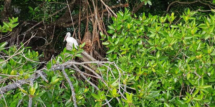 Galle Day Trip with River Safari, Sea Turtles & Tea Factory - Bentota River Safari Through Mangroves: Where Wildlife Has the Right of Way