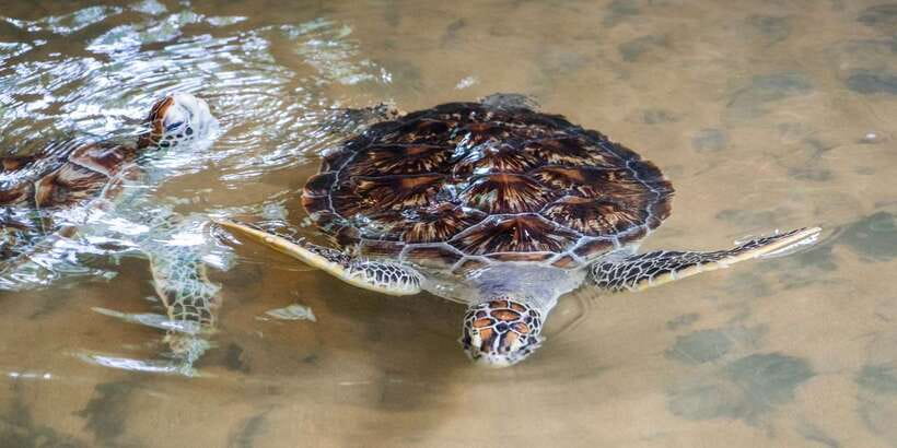 Galle Day Trip with River Safari, Sea Turtles & Tea Factory - Sea Turtle Conservation Project and Turtle Hatchery: Watching Care in Action