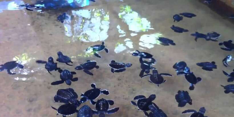 Galle Day Trip with River Safari, Sea Turtles & Tea Factory - Mini Gem Museum and Showroom: One Detour to Budget for Mentally