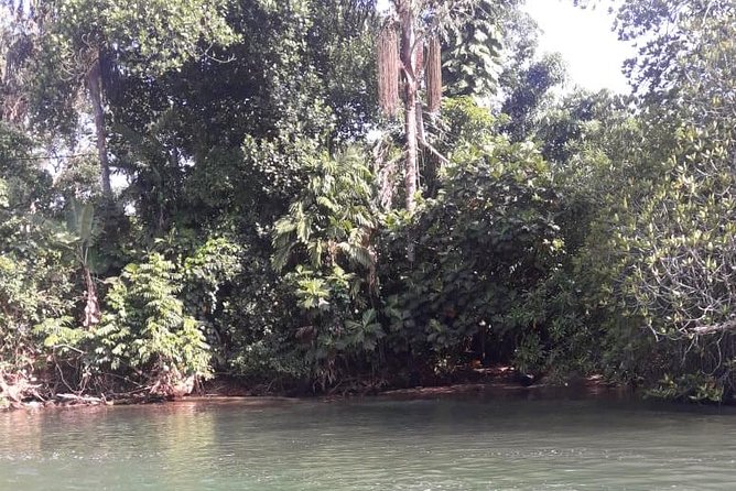 Galle Fort, Turtle, - Private Day Tour From Negombo or Colombo - Madu wetlands near the River Madu: the calm contrast
