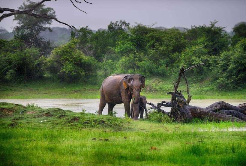 Galle/Mirissa/Hiriketiya: Drop to Ella & Udawalawa Safari - How the Guides Help You See More