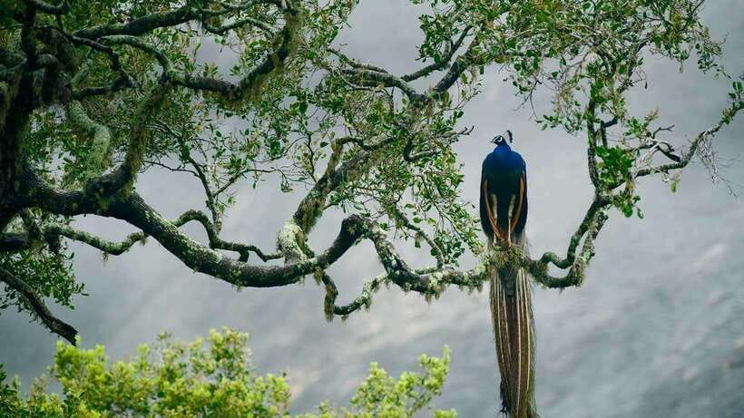 Galle/Mirissa/Hiriketiya: Drop to Ella & Udawalawa Safari - Timing and What a 7–8 Hour Day Really Feels Like