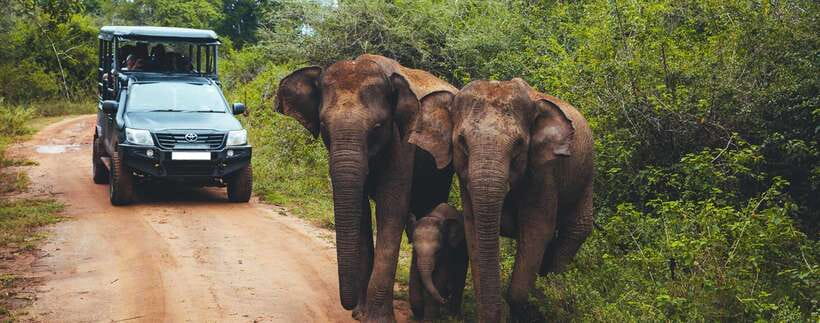 Galle/Mirissa/Hiriketiya: Drop to Ella & Udawalawa Safari - Price and the Real Cost on the Ground