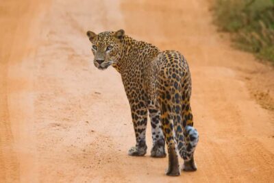 GALLE/MIRISSA/TANGALLE/HIRIKETIYA DROP to ELLA & YALA SAFARI - Pickup Runs Smooth: AC Transfer Meets a Real Safari Jeep