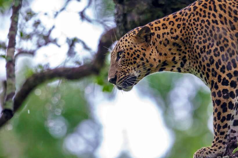 Galle/Mirissa/Tangalle: Transfer to Ella & Yala Safari - Yala National Park Safari: why the open-topped jeep changes the experience