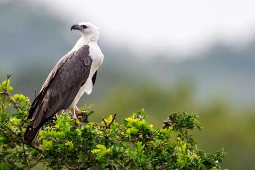 Galle/Mirissa/Tangalle: Transfer to Ella & Yala Safari - Guide quality: the difference between seeing animals and understanding them