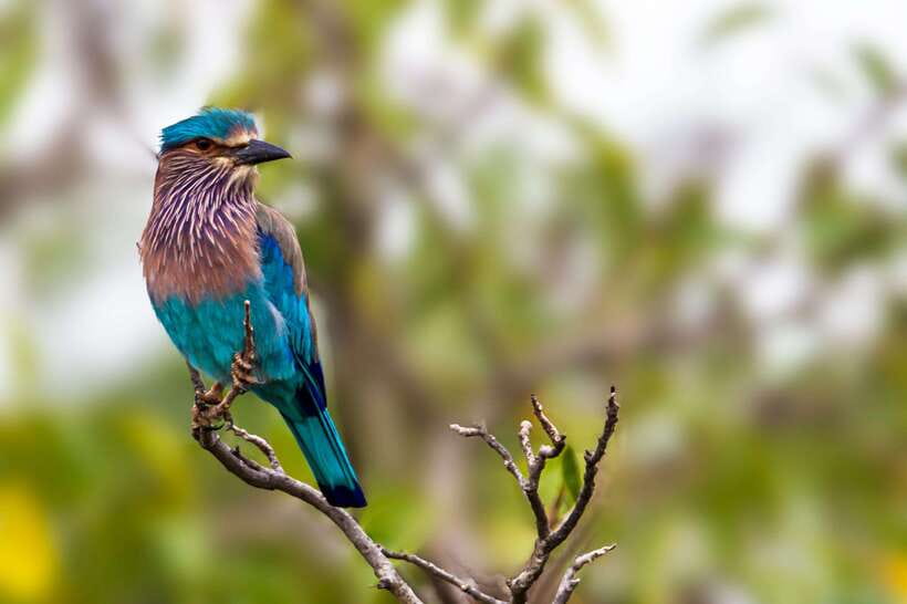 Galle/Mirissa/Tangalle: Transfer to Ella & Yala Safari - Who this works best for (and who might want a different plan)