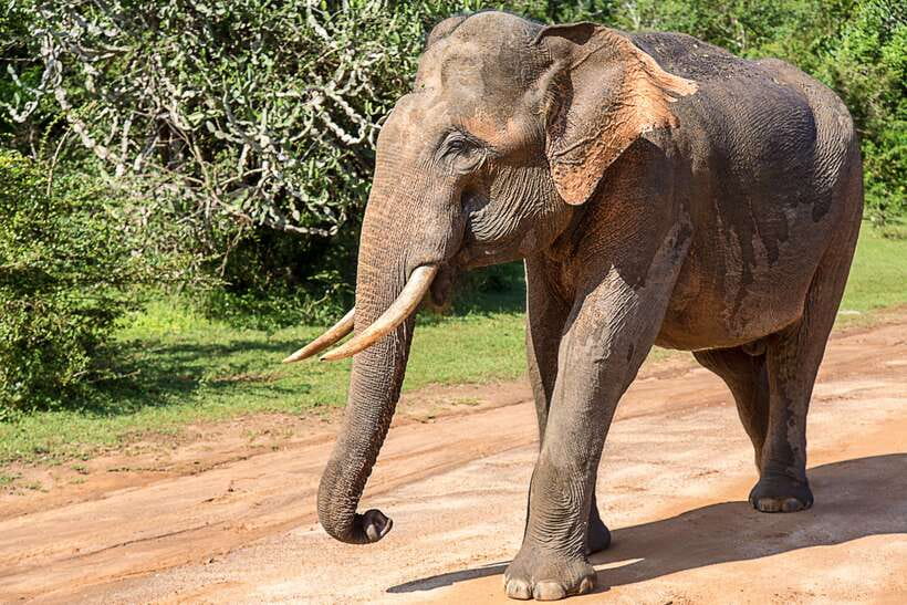 Galle/Mirissa/Tangalle: Transfer to Ella & Yala Safari - Pickup routes that matter: where the day starts (and why it’s not the same for everyone)