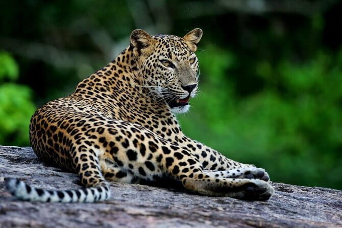 Galle/Mirissa/Tangalle: Transfer to Ella & Yala/Udawalawa Safari - Switching Vehicles: Air-Conditioned Comfort Meets Open Safari Views