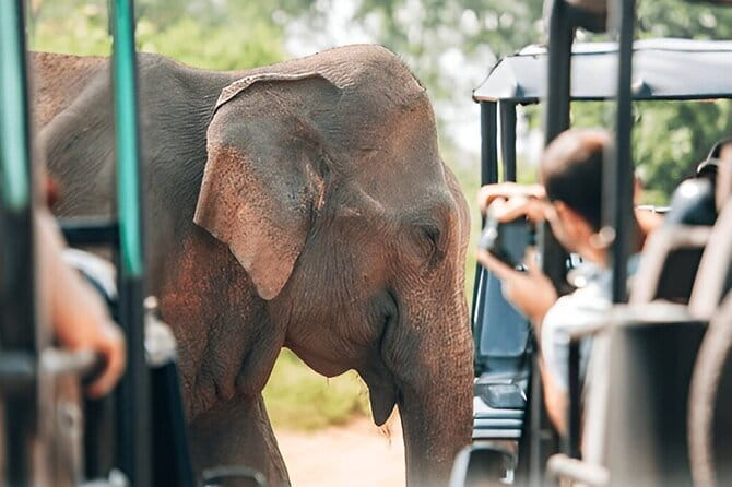 Galle/Mirissa/Tangalle: Transfer to Ella & Yala/Udawalawa Safari - What This Tour Fits Best (and When to Skip It)