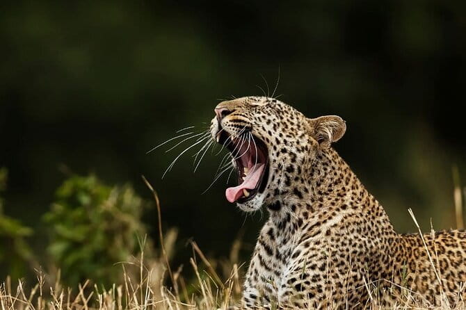 Galle/Mirissa/Tangalle: Transfer to Ella & Yala/Udawalawa Safari - Yala National Park: Big Animals, Real Chances, and What Time of Day Changes