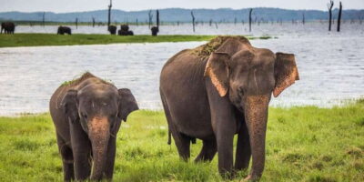 Galle/Mirissa/Tangalle:Udawalawa Safari & Elephant Orphanage - The Drive From Your Hotel to Elephant Transit Home