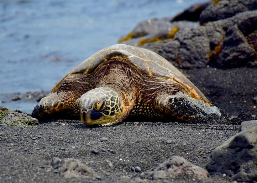 Galle Private Day Tours with Sea Turtles visit & Boat Safari - Should you book this Galle private day tour with sea turtles and Madu River?