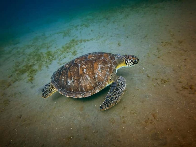 Galle Private Day Tours with Sea Turtles visit & Boat Safari - Galle Fort and the city vibe: 2 hours that actually feels walkable