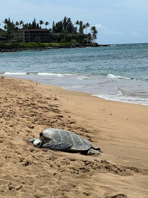 Galle Private Day Tours with Sea Turtles visit & Boat Safari - Turtle beach + conservation project: what you’ll actually do and see