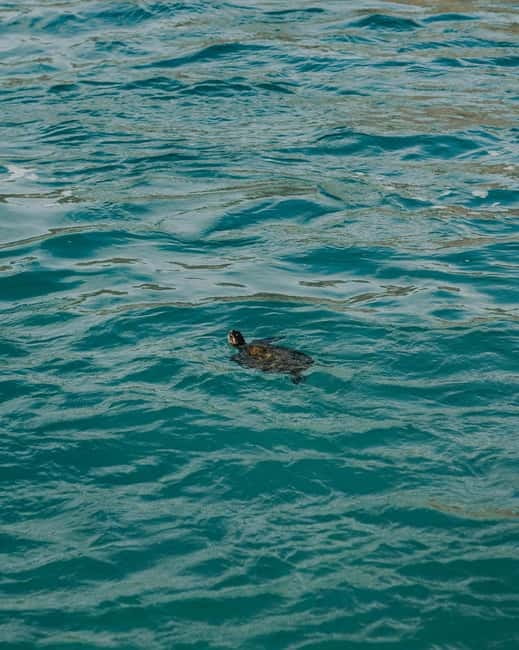 Galle Private Day Tours with Sea Turtles visit & Boat Safari - Transport and guides: why “private” matters here