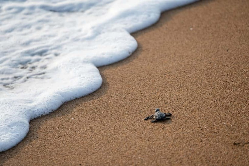 Galle Private Day Tours with Sea Turtles visit & Boat Safari - Who this tour suits best (and who might want a different plan)
