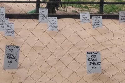 Galle Sightseein Rickshaw Tour - Stop 1: Habaraduwa Turtle Hatchery and the Koggala Sea Turtle Work